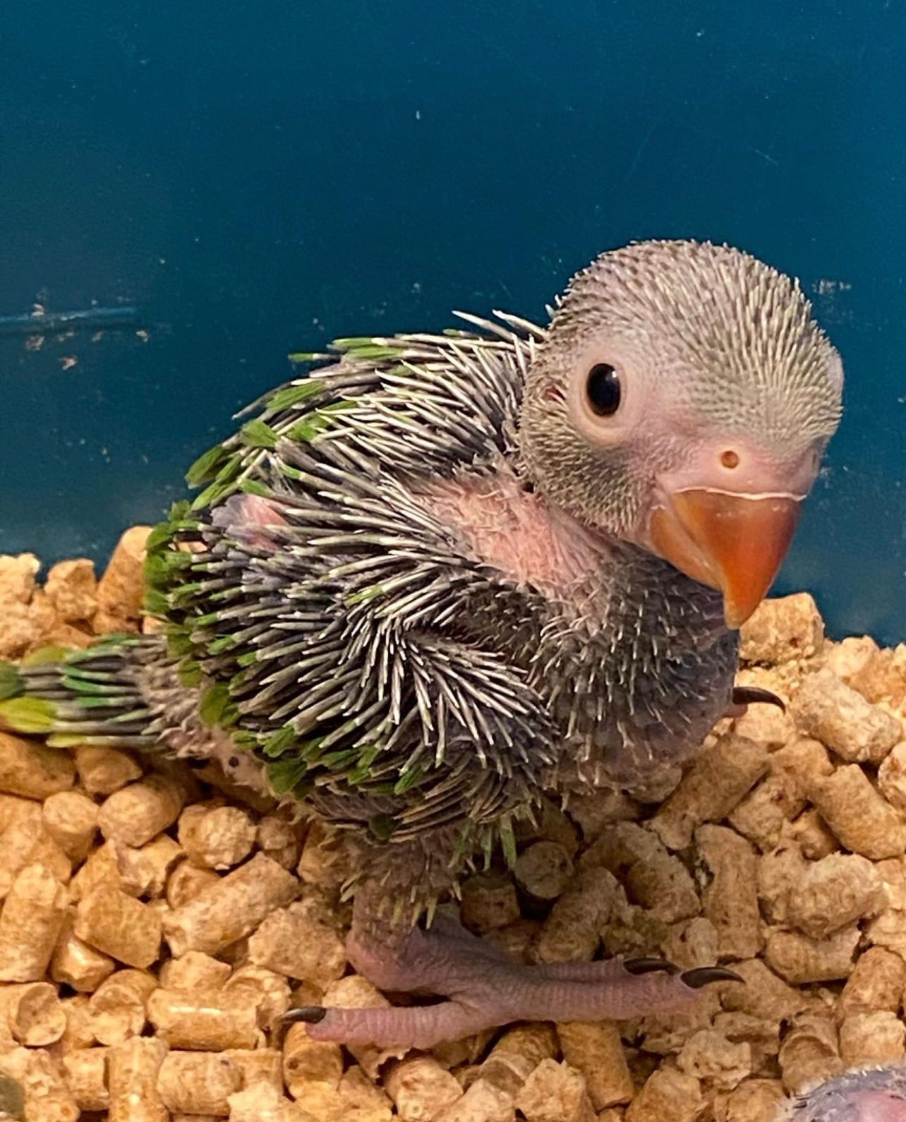 Pappagalli