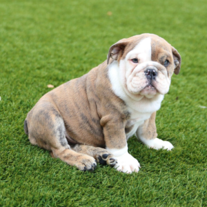 apollo – bulldog inglese maschio