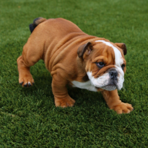 Loki – Bulldog Inglese maschio
