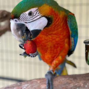 Tico – Ara Catalina maschio, 1 anno