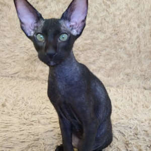 Harley – Peterbald maschio