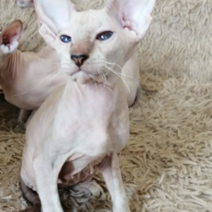 Iskander – Peterbald maschio
