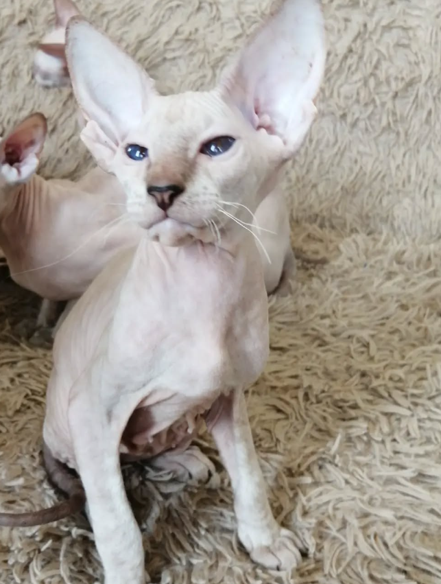 Iskander – Peterbald maschio