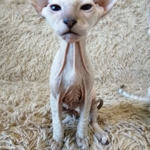 iron – peterbald maschio