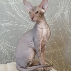 Michelle – Peterbald femmina
