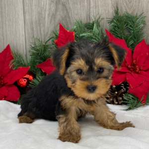 Rose – Yorkshire Terrier femmina