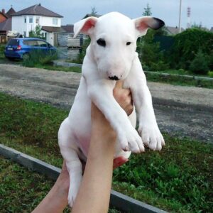 billy – bull terrier (standard) maschio