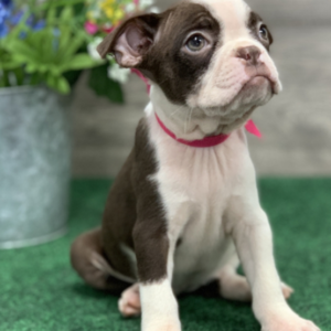 Gwen – Boston Terrier (femmina)