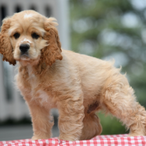 Cash – Cocker Spaniel maschio