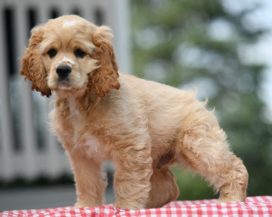 Cash – Cocker Spaniel maschio