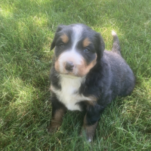 Charles – Bovaro del Bernese maschio