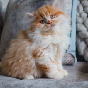 Nancy – British Shorthair femmina