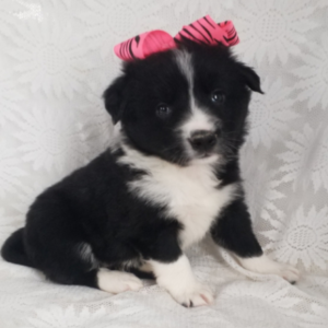 Cindy – Border Collie femmina