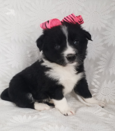 Cindy – Border Collie femmina