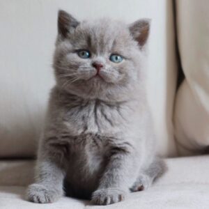 Molly – British Shorthair femmina