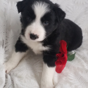 Lindy – Border Collie femmina