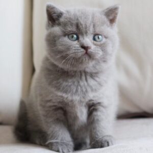 milla – british shorthair femmina