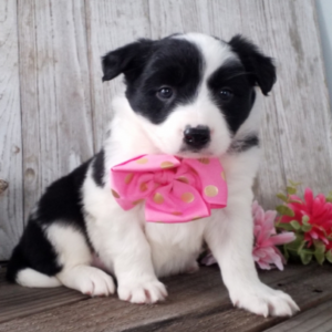 Tanji – Border Collie femmina