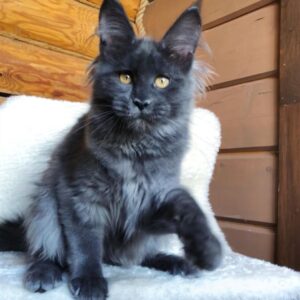 Abby – Maine Coon femmina