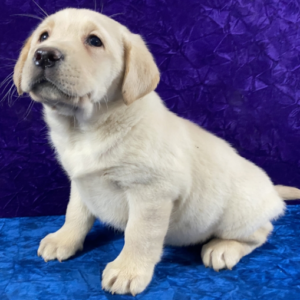 Muna – Labrador Retriever femmina