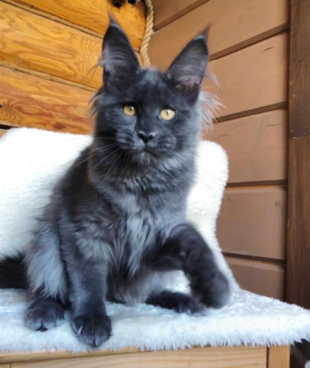 Abby – Maine Coon femmina