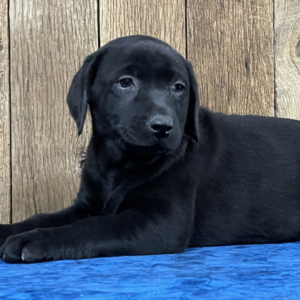 Betty – Labrador Retriever femmina