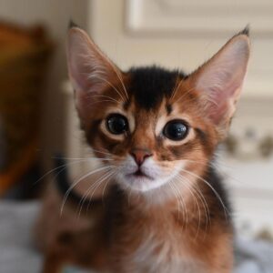 timon – abissino maschio