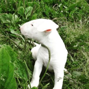 Sandi – Bull Terrier (Standard) femmina