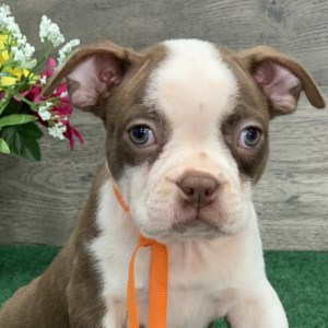 Gabe – Boston Terrier (maschio)
