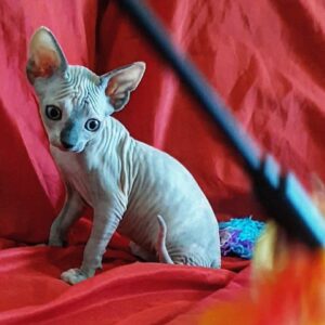 jack – sphynx maschio