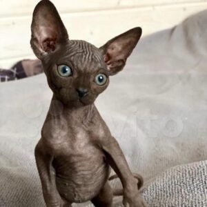 vera – sphynx femmina