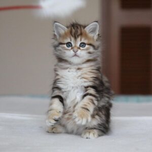 urama – gatto siberiano maschio