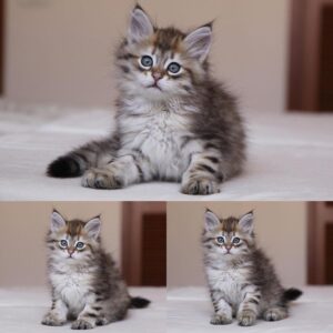 Aslan – Gatto Siberiano maschio