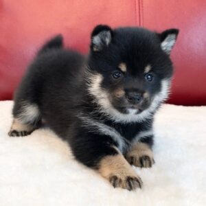 larry – shiba inu maschio