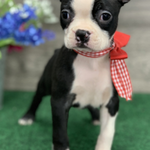 Gia – Boston Terrier (femmina)