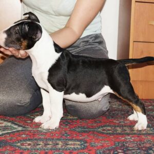 Terri – Bull Terrier (Miniatura) maschio