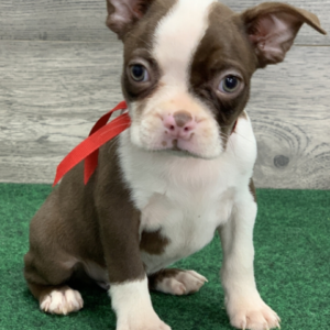 Gavin – Boston Terrier (maschio)