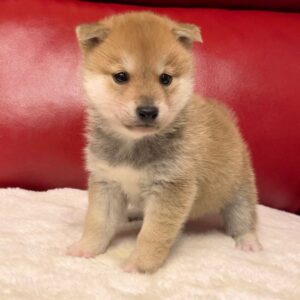 Jabu – Shiba Inu maschio