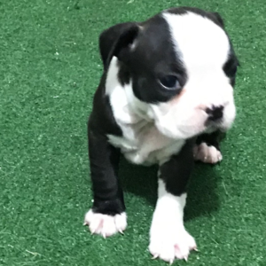 Jerry – Boston Terrier (maschio)