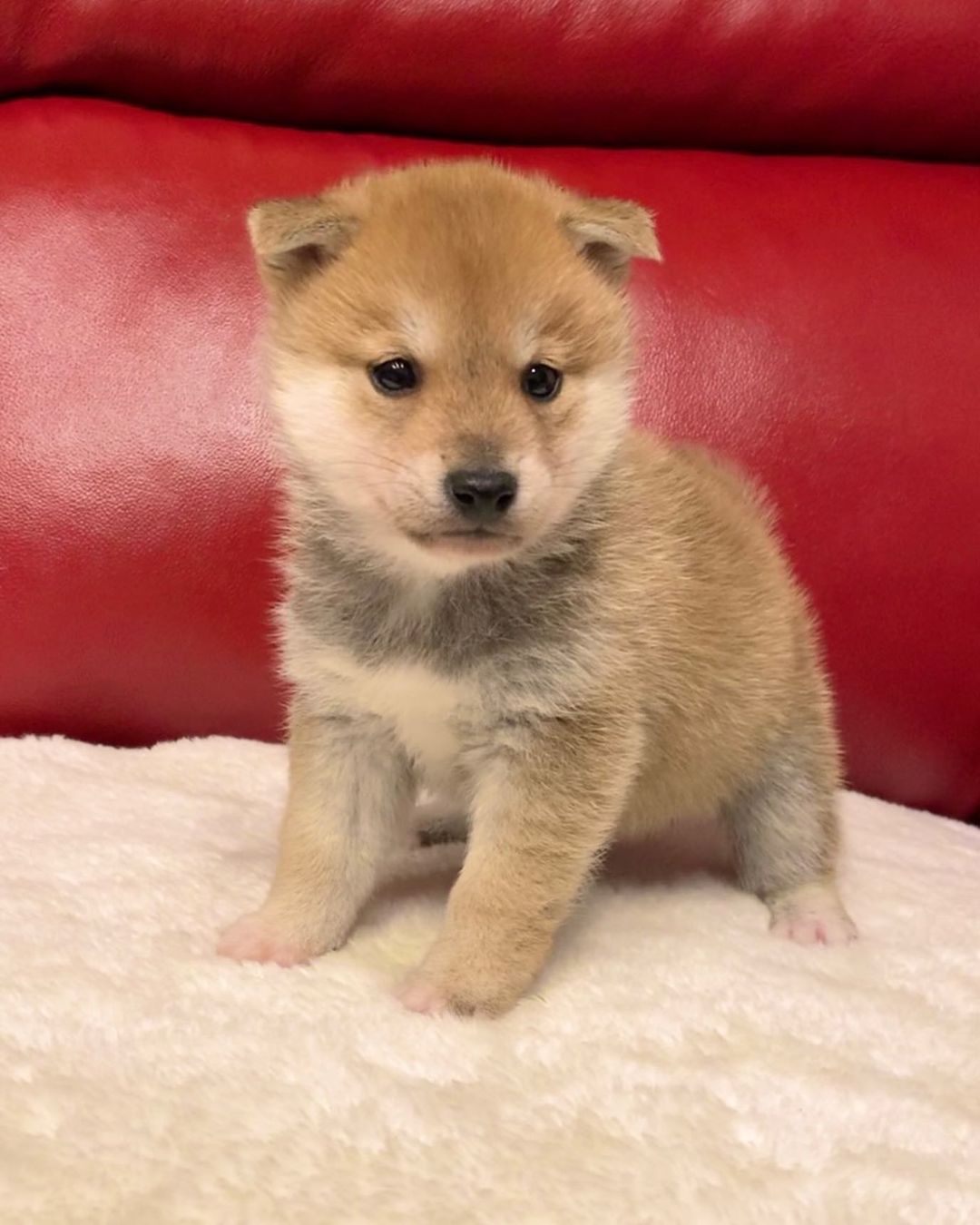 Jabu – Shiba Inu maschio