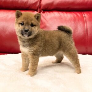 Alex – Shiba Inu maschio