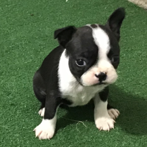 Jolene – Boston Terrier (maschio)