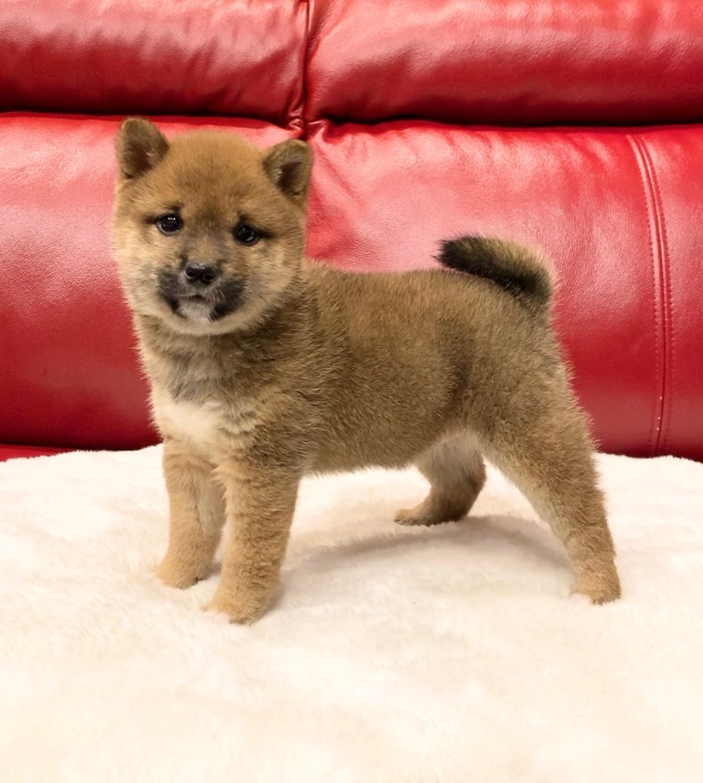 Alex – Shiba Inu maschio