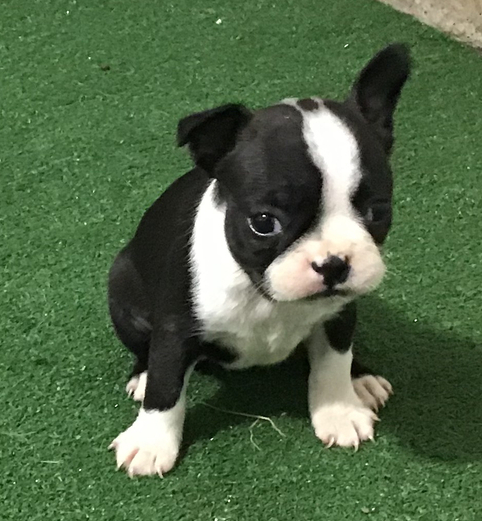 Jolene – Boston Terrier (maschio)