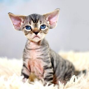 chleo – devon rex femmina