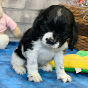 Harriet – Cocker Spaniel femmina