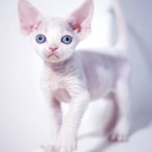oliver – devon rex maschio