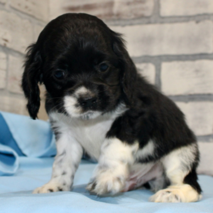 Harry – Cocker Spaniel maschio