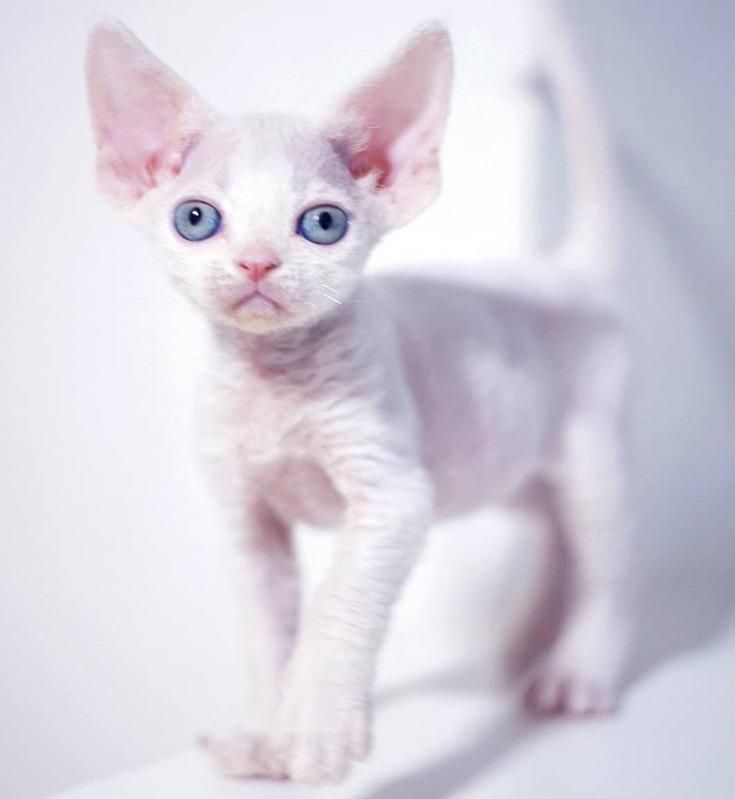 oliver – devon rex maschio oliver – devon rex maschio