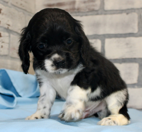 Harry – Cocker Spaniel maschio